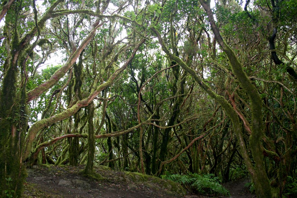 bosque de el Pijaral