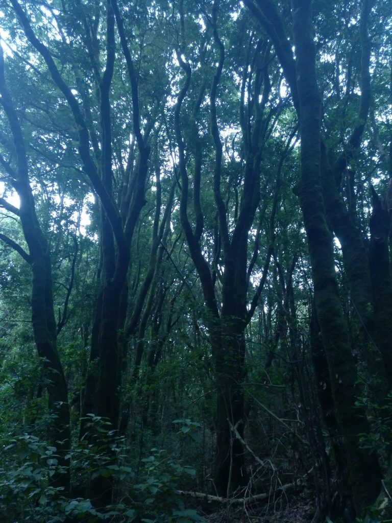bosque de laurisilva
